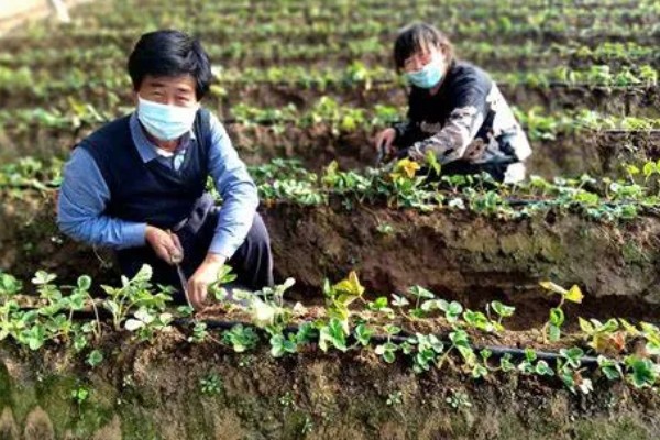 草莓苗种植多久能成熟，通常需要4-5个月