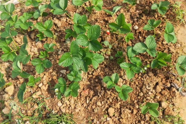 草莓苗种植多久能成熟，通常需要4-5个月