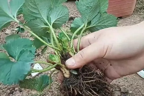 草莓苗种植多久能成熟，通常需要4-5个月