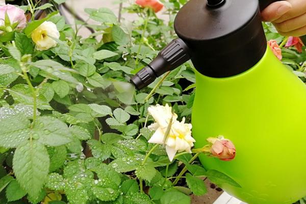 硫酸亚铁可以浇月季吗,是可以浇月季的