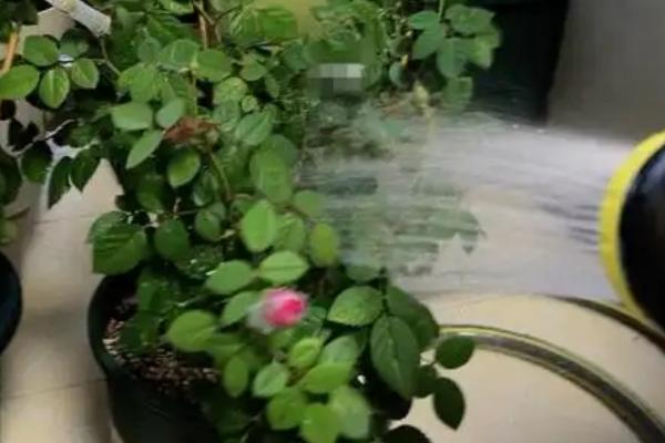 硫酸亚铁可以浇月季吗,是可以浇月季的