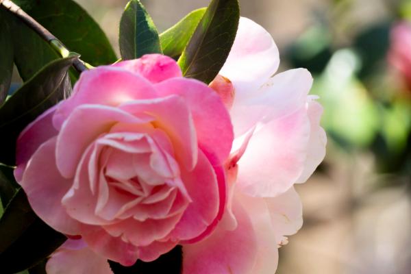 硫酸亚铁可以浇月季吗,是可以浇月季的