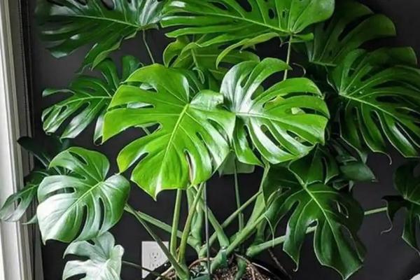 硫酸亚铁可以浇月季吗,是可以浇月季的