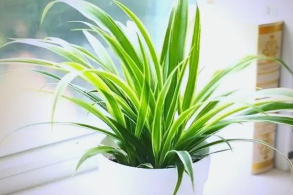 硫酸亚铁可以浇月季吗,是可以浇月季的