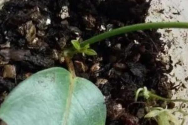 飘香藤几月份扦插，3-4月份时候扦插最好