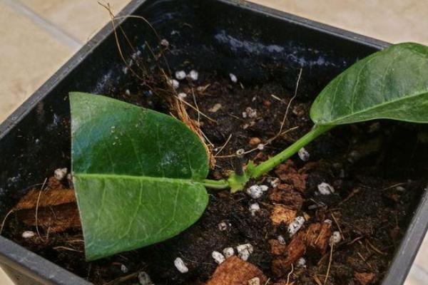 飘香藤几月份扦插，3-4月份时候扦插最好