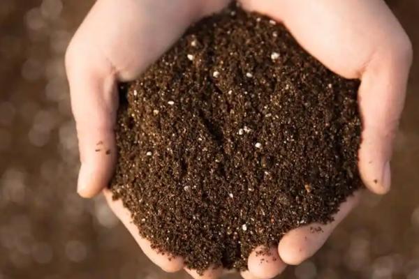 飘香藤几月份扦插，3-4月份时候扦插最好