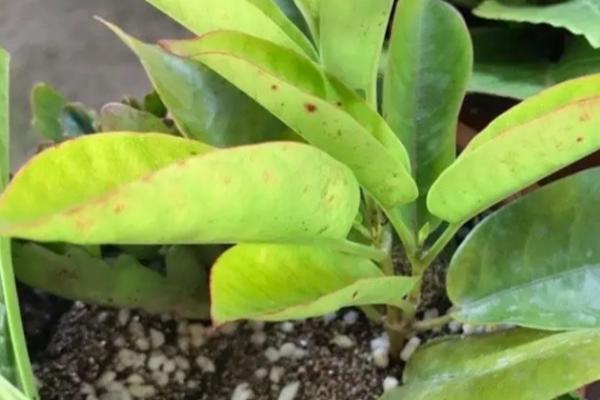 飘香藤几月份扦插，3-4月份时候扦插最好