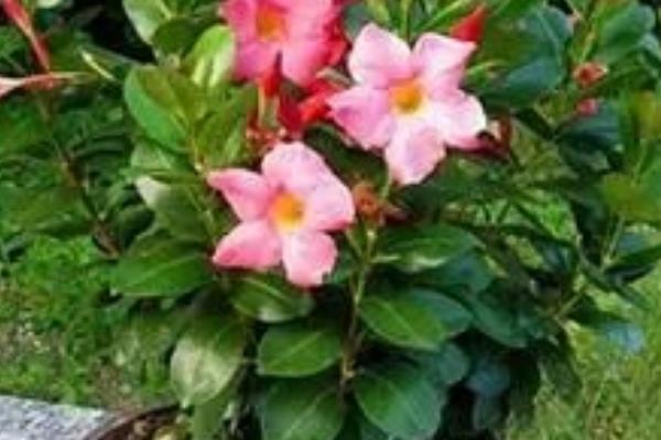 飘香藤几月份扦插，3-4月份时候扦插最好