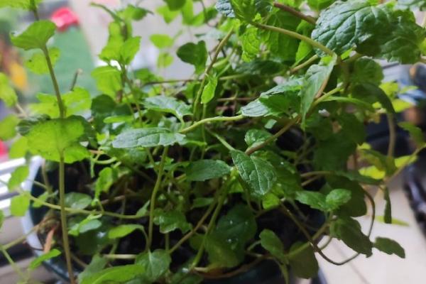 飘香藤几月份扦插，3-4月份时候扦插最好