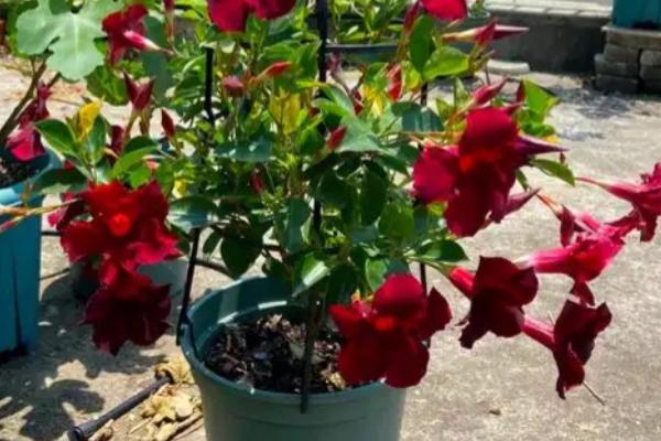 飘香藤几月份扦插，3-4月份时候扦插最好