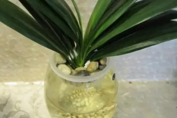 珍珠柏叶子发黄干枯怎么处理，及时剪掉病弱枝和虫害枝