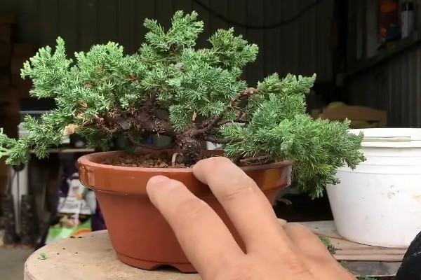 珍珠柏叶子发黄干枯怎么处理，及时剪掉病弱枝和虫害枝