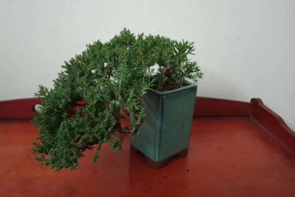 珍珠柏叶子发黄干枯怎么处理，及时剪掉病弱枝和虫害枝