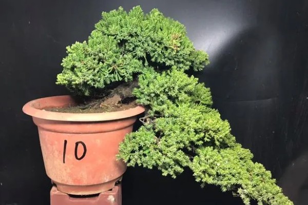 珍珠柏叶子发黄干枯怎么处理，及时剪掉病弱枝和虫害枝