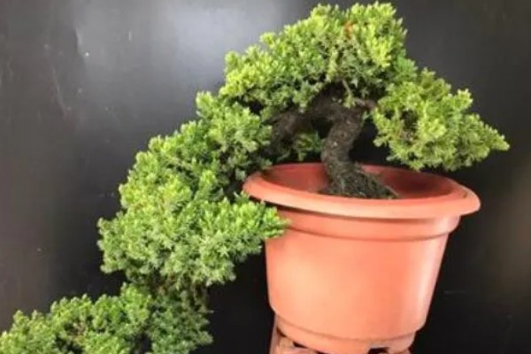 珍珠柏叶子发黄干枯怎么处理，及时剪掉病弱枝和虫害枝