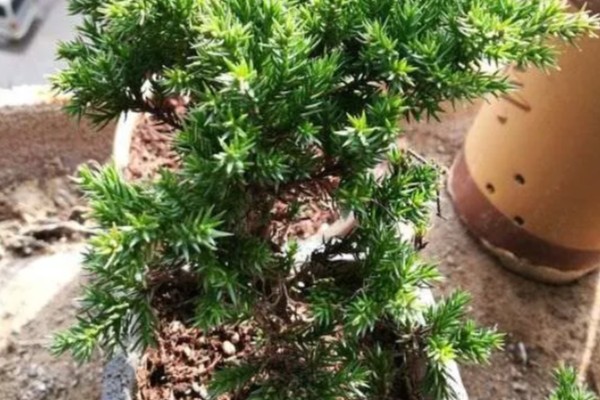 珍珠柏叶子发黄干枯怎么处理，及时剪掉病弱枝和虫害枝