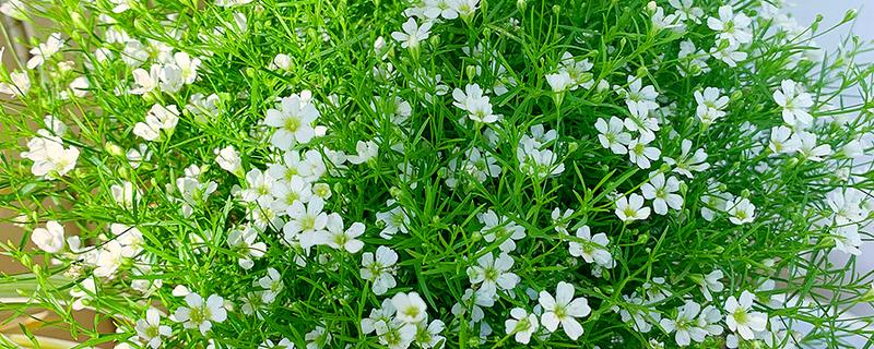 怎么养殖满天星，每隔3-5天浇一次水