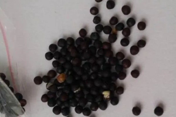 怎么养殖满天星，每隔3-5天浇一次水