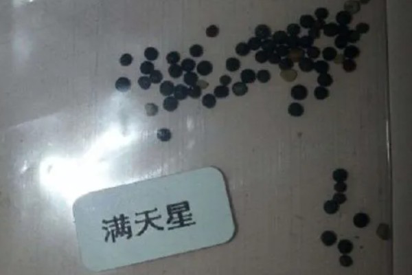 怎么养殖满天星，每隔3-5天浇一次水