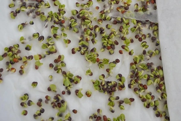 怎么养殖满天星，每隔3-5天浇一次水