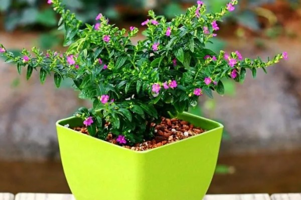 怎么养殖满天星，每隔3-5天浇一次水