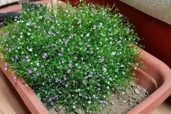 怎么养殖满天星，每隔3-5天浇一次水