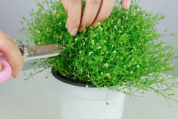 怎么养殖满天星，每隔3-5天浇一次水