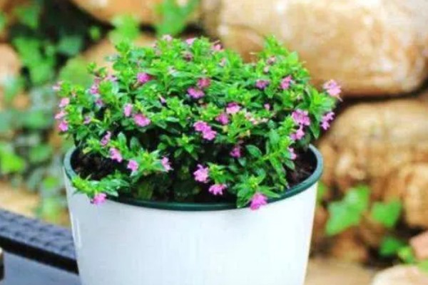 怎么养殖满天星，每隔3-5天浇一次水