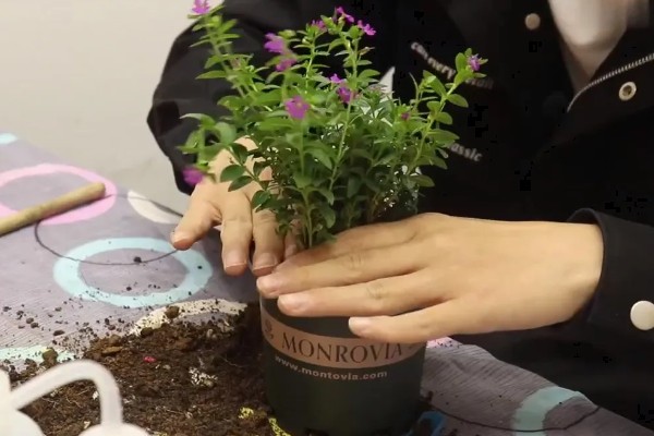 怎么养殖满天星，每隔3-5天浇一次水