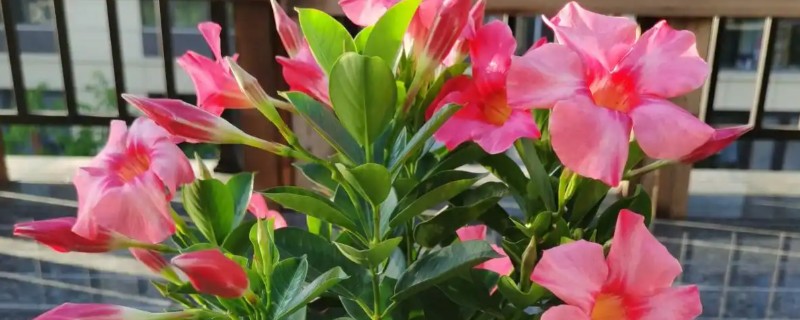 飘香藤几月份扦插，3-4月份时候扦插最好