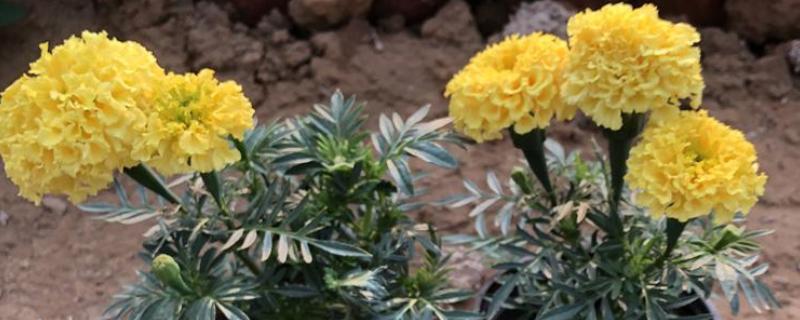 万寿菊如何修剪，幼苗期间可摘心打顶处理