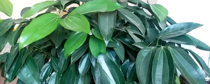 哪些植物招财又旺宅，常见发财树、平安树等品种