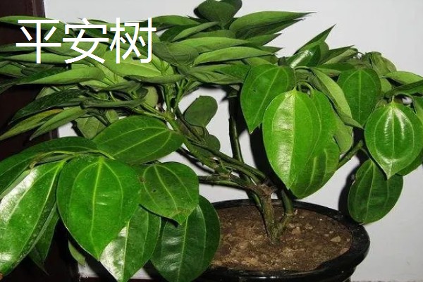 哪些植物招财又旺宅，常见发财树、平安树等品种