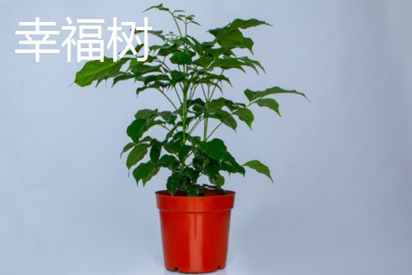 哪些植物招财又旺宅，常见发财树、平安树等品种