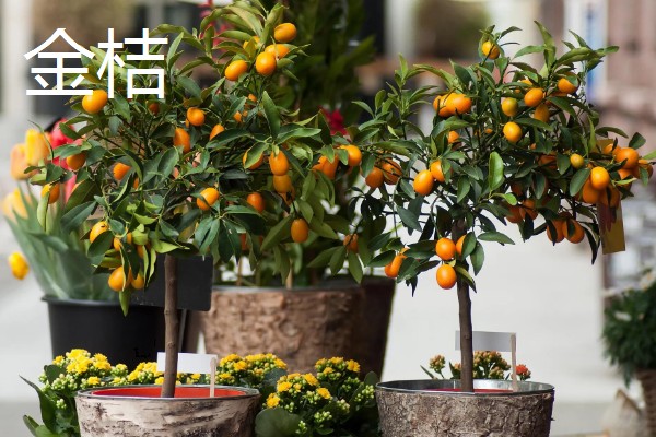 哪些植物招财又旺宅，常见发财树、平安树等品种