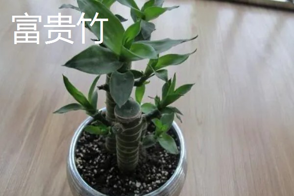 哪些植物招财又旺宅，常见发财树、平安树等品种