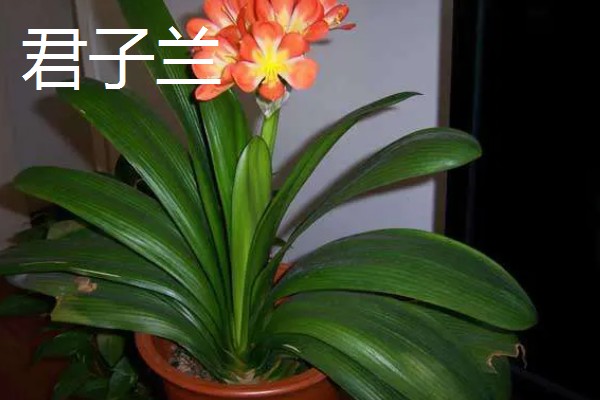 哪些植物招财又旺宅，常见发财树、平安树等品种