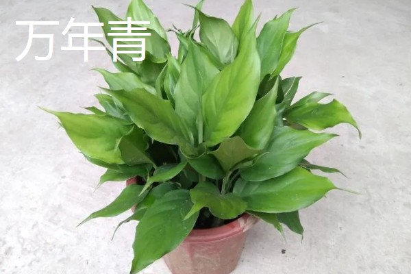 哪些植物招财又旺宅，常见发财树、平安树等品种