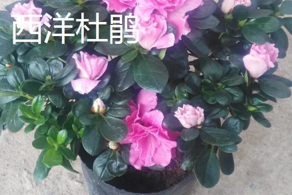 哪些植物招财又旺宅，常见发财树、平安树等品种