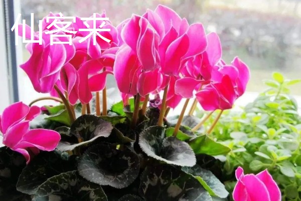 哪些植物招财又旺宅，常见发财树、平安树等品种