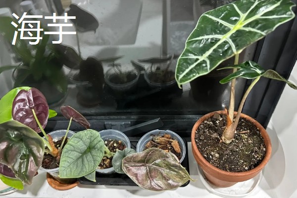 哪些植物招财又旺宅，常见发财树、平安树等品种