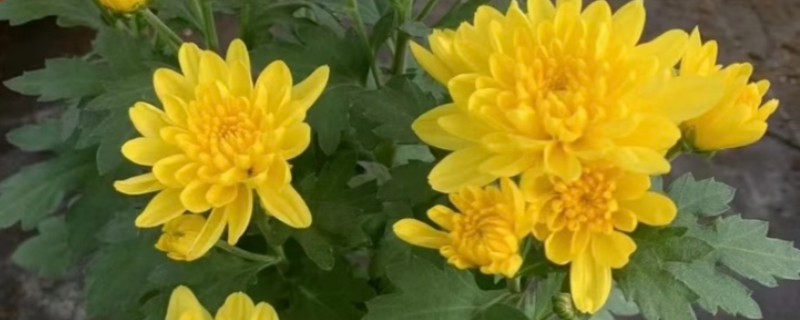 盆栽菊花浇水方法，冬季每个月浇一次