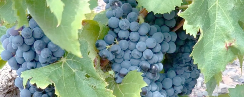 哪些葡萄可以酿制红葡萄酒，包括赤霞珠、多塞托等品种
