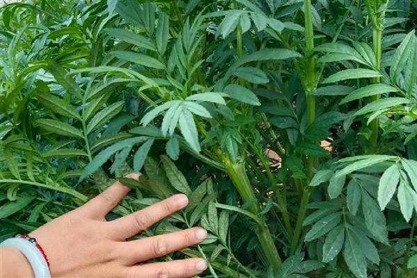 万寿菊如何修剪,幼苗期间可摘心打顶处理