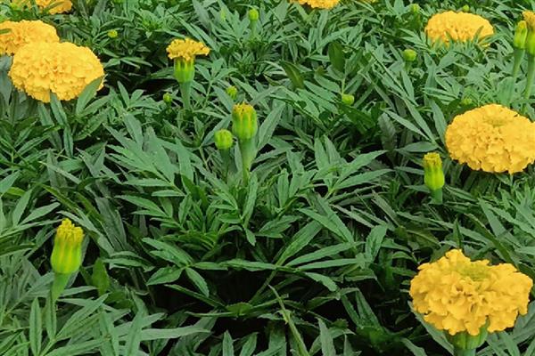 万寿菊如何修剪,幼苗期间可摘心打顶处理