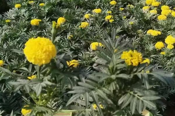 万寿菊如何修剪,幼苗期间可摘心打顶处理