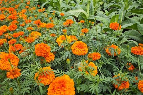 万寿菊如何修剪,幼苗期间可摘心打顶处理