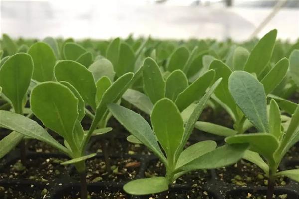 万寿菊如何修剪,幼苗期间可摘心打顶处理