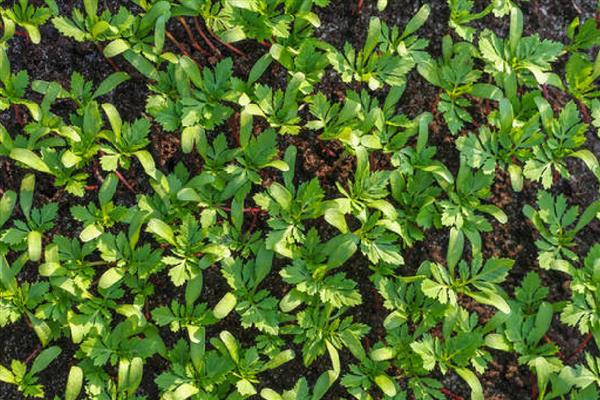 万寿菊如何修剪,幼苗期间可摘心打顶处理